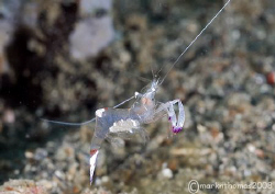 Prancing Prawn - with eggs.
Lembeh Straits.
60mm. by Mark Thomas 